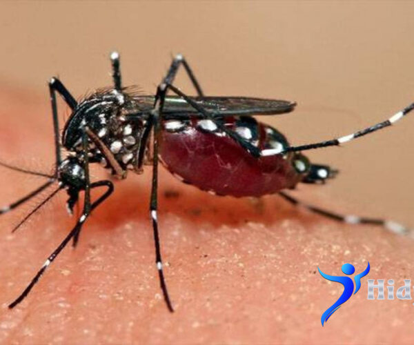 Pengenalan Nyamuk Aedes Aegypti